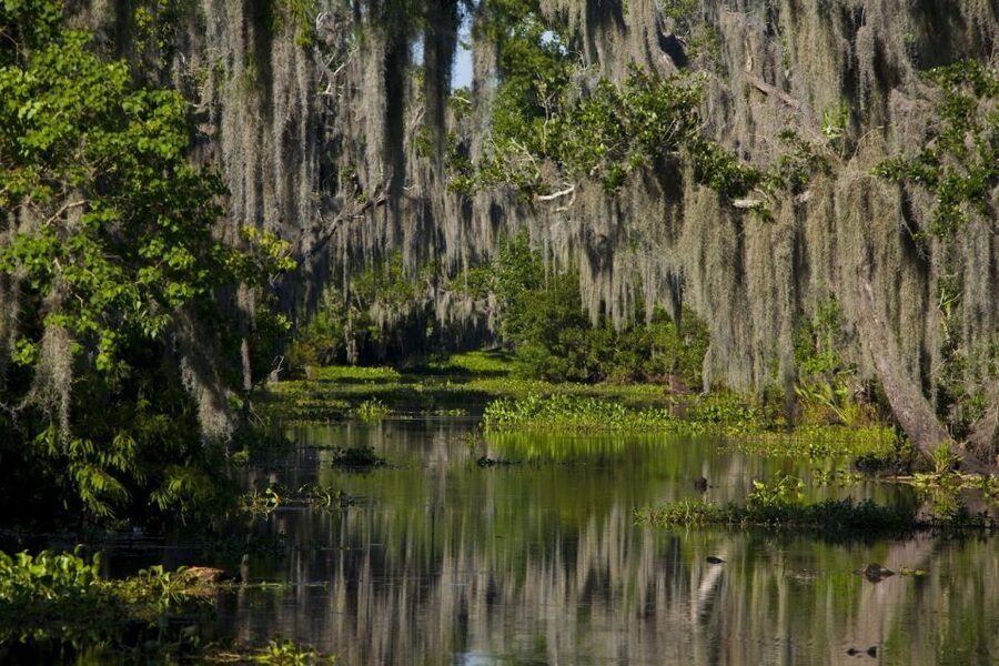 New Orleans: High Speed 16 Passenger Airboat Ride - 6 reasons this New Orleans airboat beats the typical swamp tour