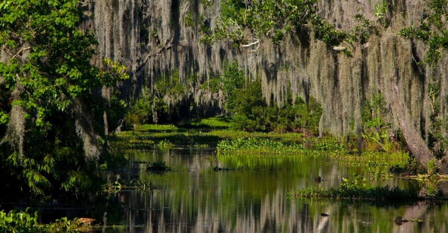 New Orleans: High Speed 16 Passenger Airboat Ride - First, What This Is Really Like on the Water