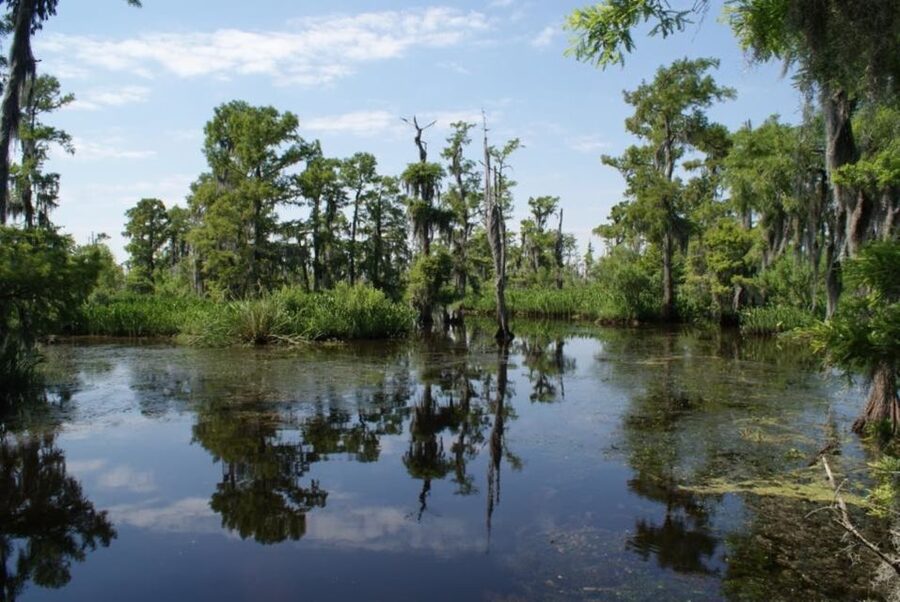 New Orleans: High Speed 16 Passenger Airboat Ride - At the Jean Lafitte National Park Area: Why This Specific Swamp Setting Works