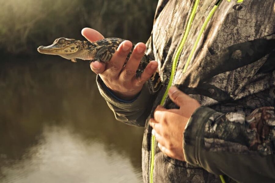 New Orleans: High Speed 16 Passenger Airboat Ride - Wildlife You Can Expect: Alligators Plus the Stuff That Makes the Swamp Feel Alive