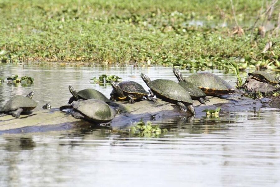 New Orleans: High Speed 16 Passenger Airboat Ride - Meet the Captains: Why the Human Factor Drives Most of the Reviews