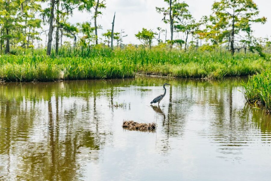 New Orleans: High Speed 9 Passenger Airboat Tour - Who This Airboat Tour Is Best For