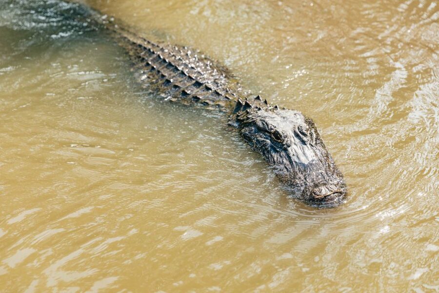 New Orleans: High Speed 9 Passenger Airboat Tour - The Airboat Ride: Wind in Your Hair and Speeds up to 35 mph
