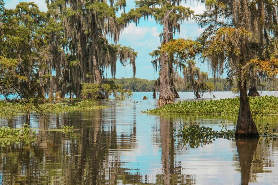 New Orleans: High Speed 9 Passenger Airboat Tour - Wildlife Spotting That Feels Personal, Not Theatrical