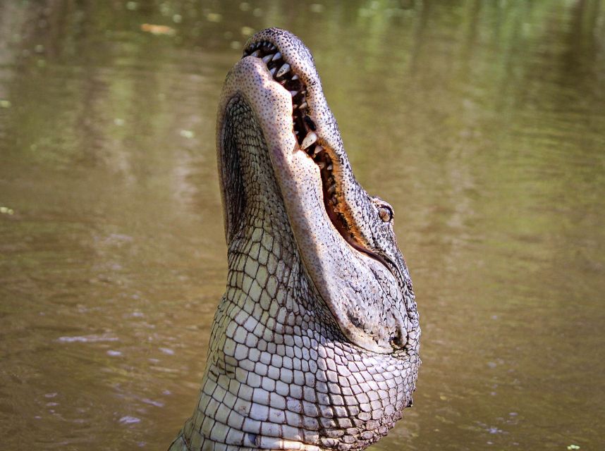 New Orleans: High Speed 9 Passenger Airboat Tour - Price and Value: Why $89 Can Make Sense