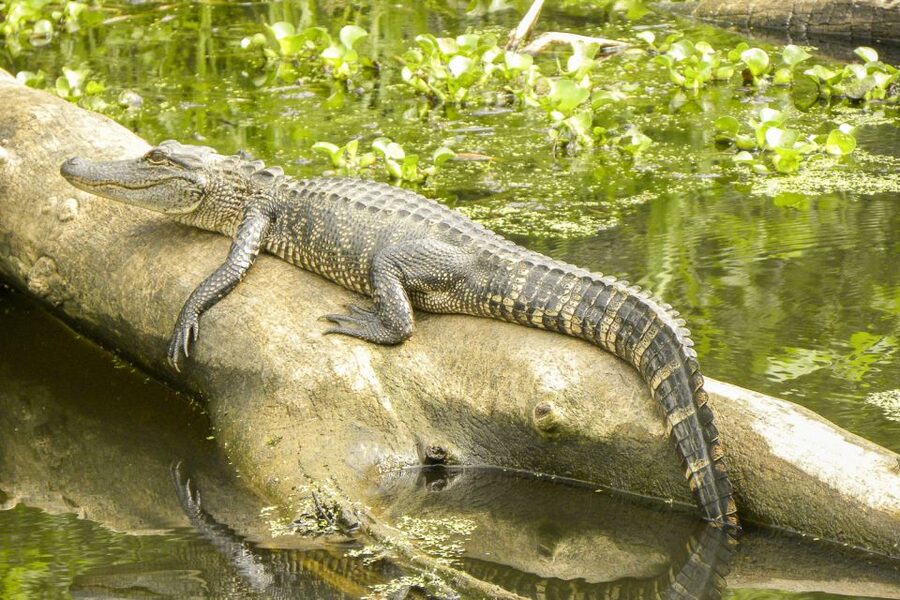 New Orleans Manchac Bayou Swamp Cruise W/ Optional Pick-Up - What You See: Cypress, Moss, and the Wildlife Cycle