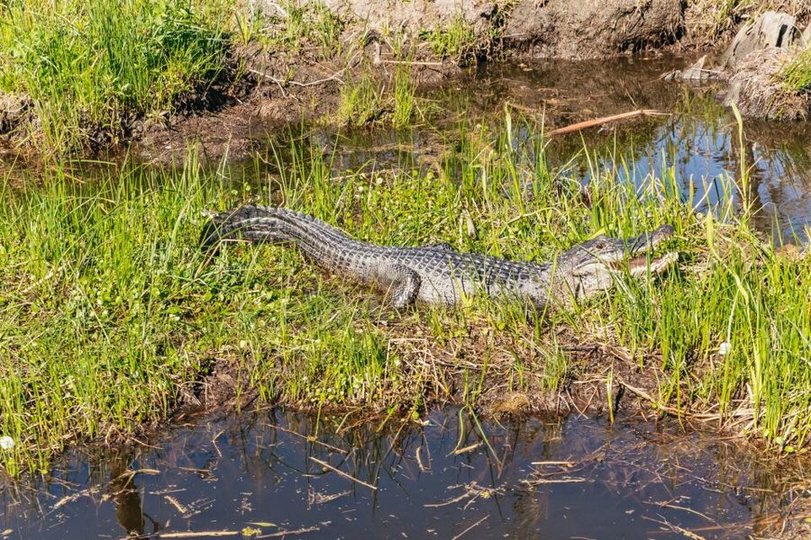 New Orleans: Oak Alley Plantation & Airboat Swamp Combo Tour - Price and value at about $160: what you get for the money