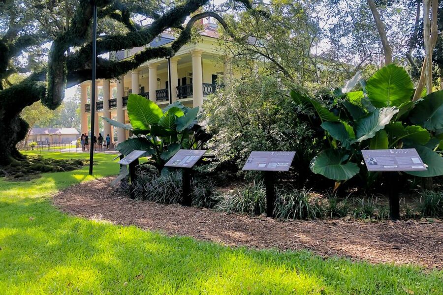 New Orleans: Oak Alley Plantation Tour with Transportation - Optional 90-minute Manchac Swamp upgrade