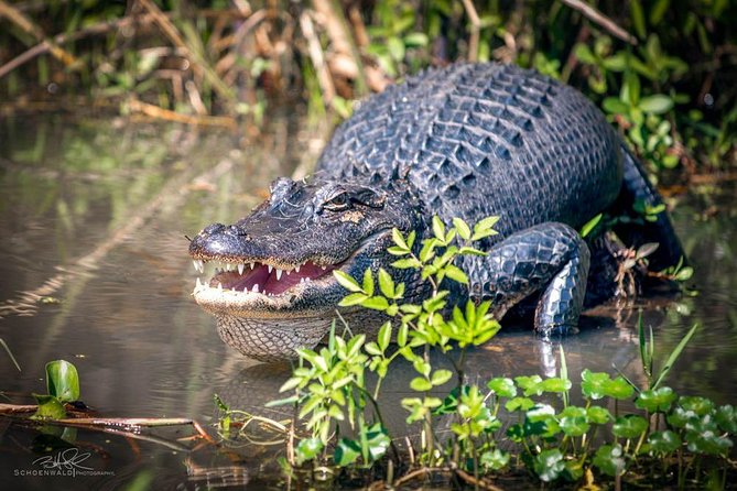 New Orleans Self-Transport Swamp and Bayou Boat Tour - Honey Island Swamp by small boat, not a crowded wildlife show