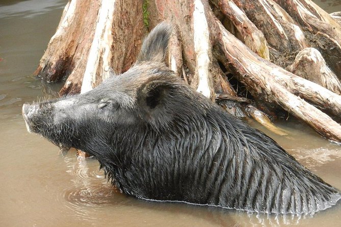 New Orleans Self-Transport Swamp and Bayou Boat Tour - The 2-hour swamp ride: where wildlife and Cajun stories meet