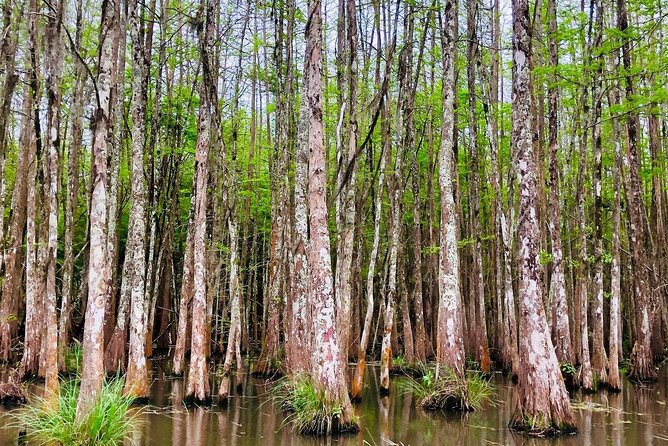 New Orleans Self-Transport Swamp and Bayou Boat Tour - Cajun culture on the water: what you learn besides animal names