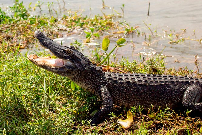 New Orleans Swamp and Bayou Alligator Tour - The Cajun Stories Part: Gumbo, Music, and Why the Swamp Matters