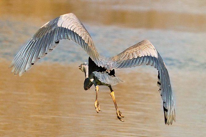 New Orleans Swamp and Bayou Alligator Tour - Group Size and Who This Tour Fits Best