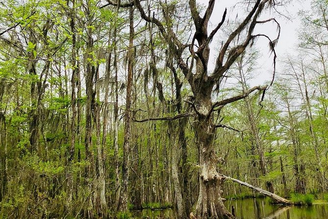 New Orleans Swamp and Bayou Boat Tour with Transportation - From French Quarter pick-up to Honey Island Swamp by way of Lake Pontchartrain