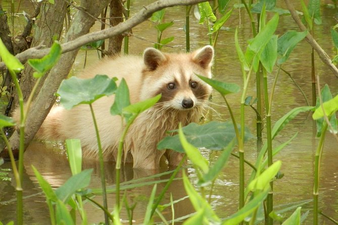 New Orleans Swamp and Bayou Boat Tour with Transportation - The Cajun village you can only reach by boat