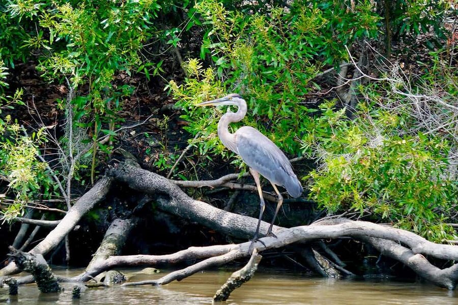 New Orleans: Swamp Boat Ride & Oak Alley Plantation Tour - Walking the Oak Alley Grounds at Your Own Pace