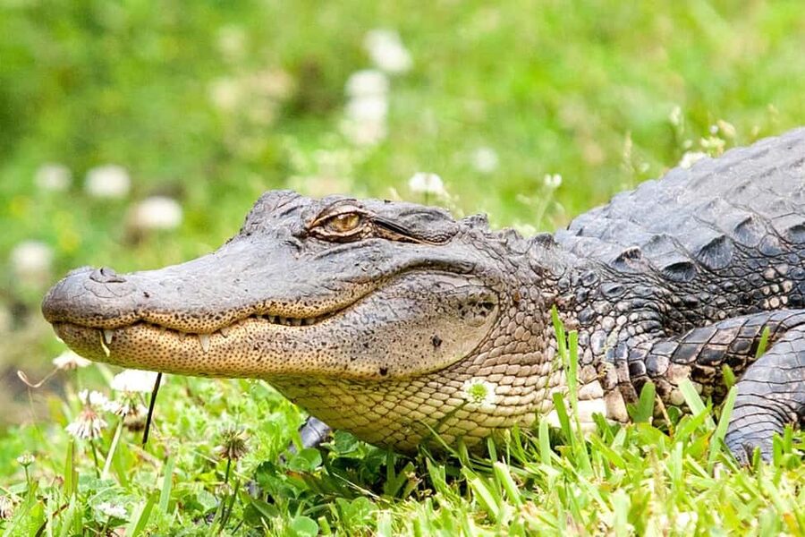 New Orleans: Swamp Boat Ride & Oak Alley Plantation Tour - What the $131 Price Covers, and Where Extra Costs Show Up