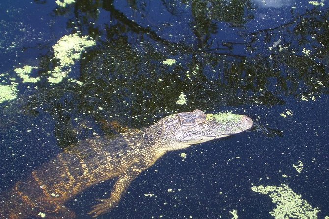 New Orleans Swamp Tour Boat Adventure with Transportation - Timing and tour length: how this fits into a half-day in New Orleans