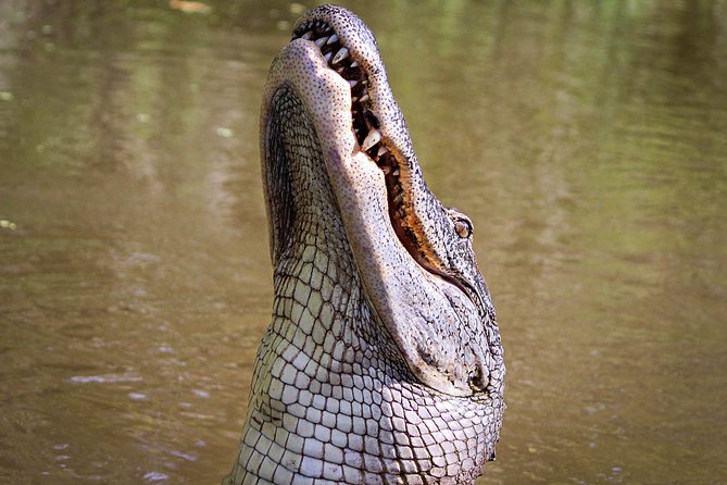 New Orleans Swamp Tour Boat Adventure with Transportation - Hotel pickup and drop-off, the part that actually makes the tour easier