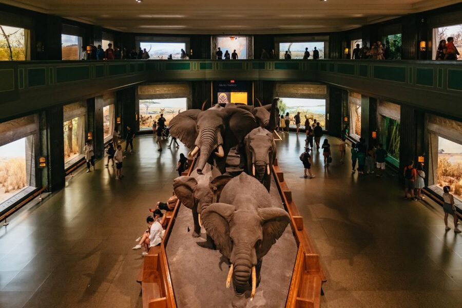 New York City: American Museum of Natural History Ticket - Key things to know before you go