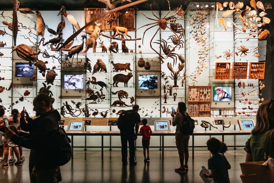 New York City: American Museum of Natural History Ticket - Why AMNH is a one-day, kid-approved science and culture overload
