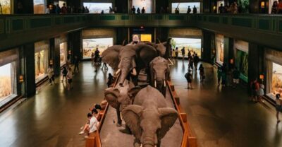 American Museum of Natural History Ticket