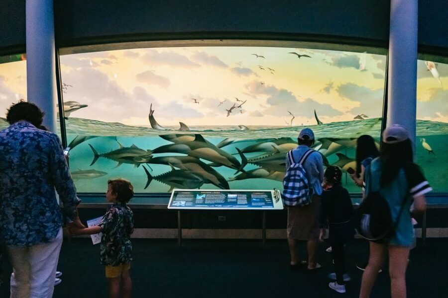 New York City: American Museum of Natural History Ticket - Space shows, 360-degree theater, and the timed-exhibition strategy