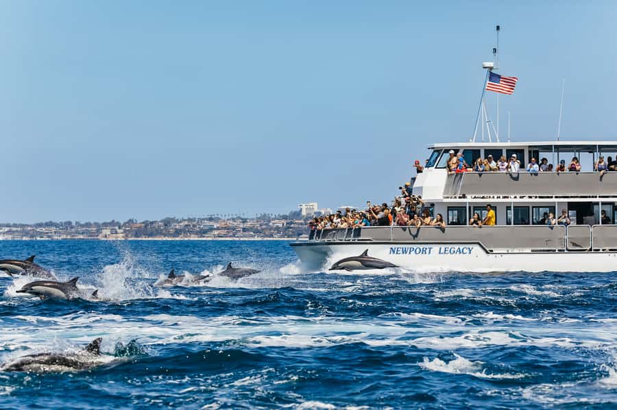 Newport Beach: 2-Hour Whale Watching Tour - Key things to know before you go