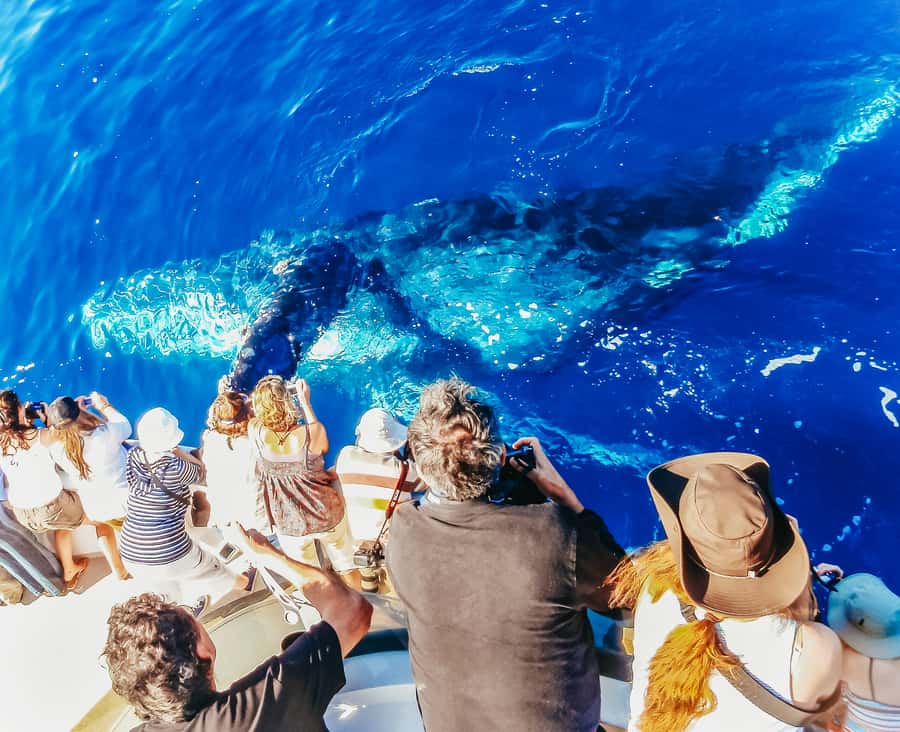 Newport Beach: 2-Hour Whale Watching Tour - Where the cruise starts, and how to get your bearings fast