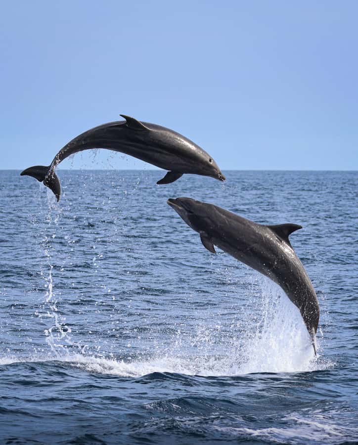 Newport Beach: 2-Hour Whale Watching Tour - What whales you can realistically expect, and when