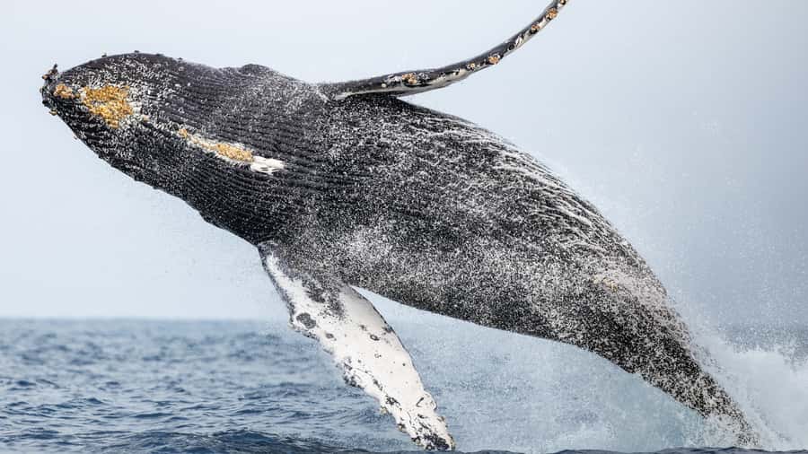 Newport Beach: 2-Hour Whale Watching Tour - Dolphins, sea lions, and the moments that steal the show