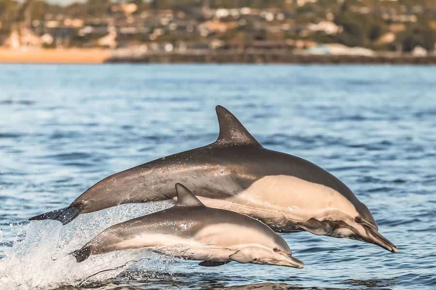 Newport Beach: 2-Hour Whale Watching Tour - The crew and guide style: what makes the search feel like a team sport