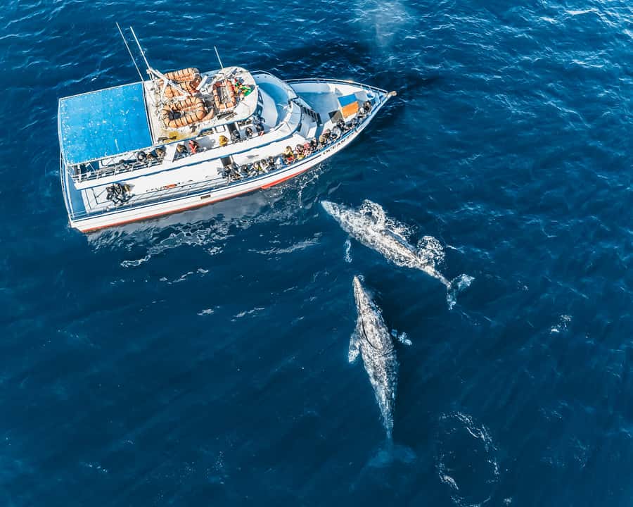 Newport Beach: 2-Hour Whale Watching Tour - Practical tips so you get the best views