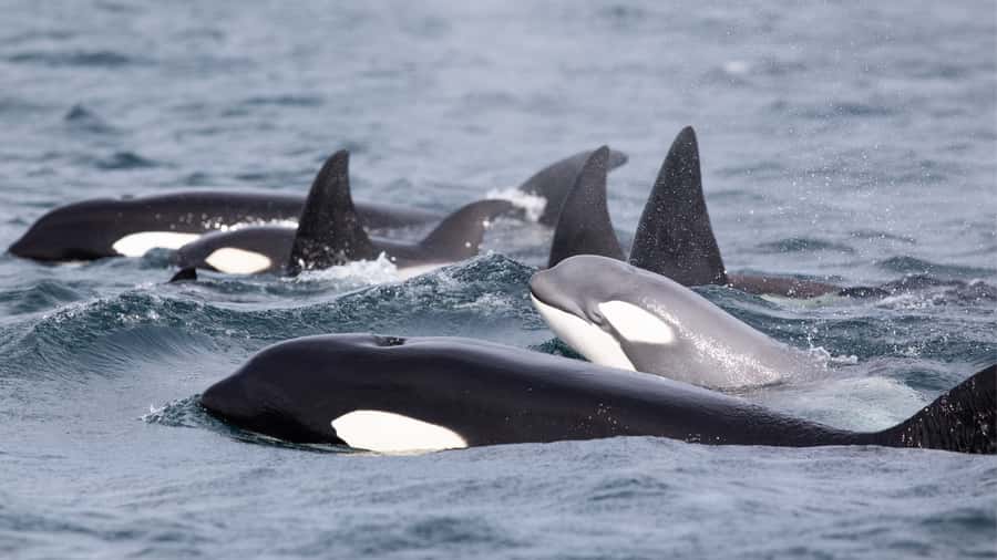 Newport Beach: 2-Hour Whale Watching Tour - Should you book Newport Beach’s 2-hour whale watching tour?