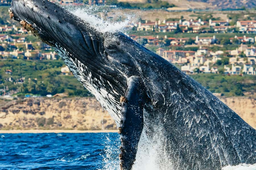 Newport Beach: 2-Hour Whale Watching Tour - The two-hour route: what each stop is really for