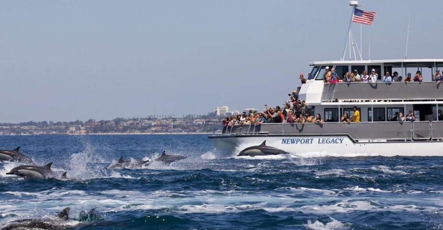 Newport Beach: Whale and Dolphin-Watching Cruise - Key points before you go