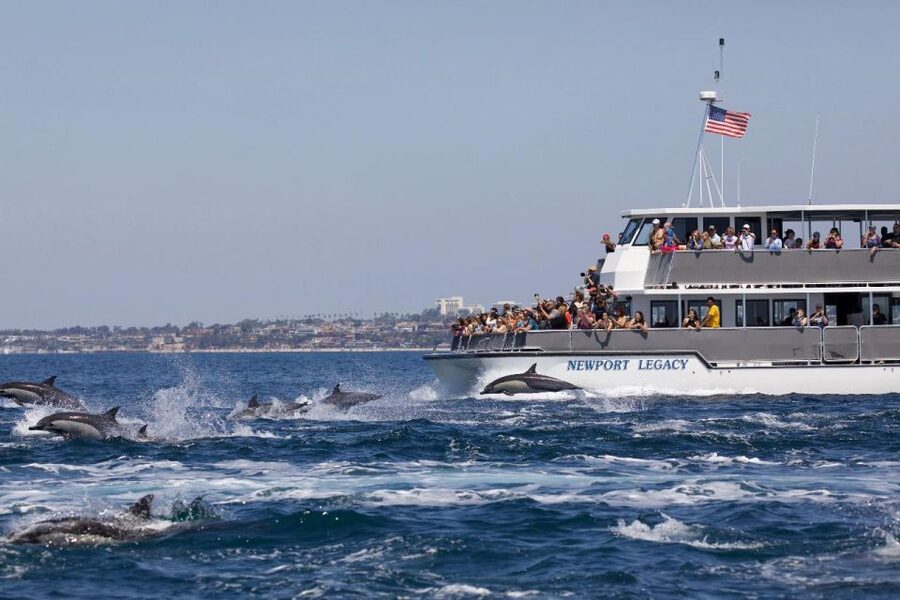 Newport Beach: Whale and Dolphin-Watching Cruise - Why Newport Harbor Makes Whale Watching Feel More Doable