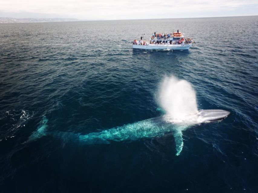 Newport Beach: Whale and Dolphin-Watching Cruise - 150 Minutes on the Clock, and How the Route Sets You Up