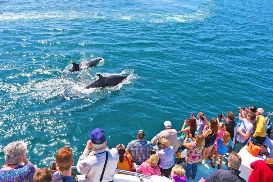 Newport Beach: Whale and Dolphin-Watching Cruise - Newport Beach, Balboa Island, Corona del Mar, Crystal Cove, and The Wedge