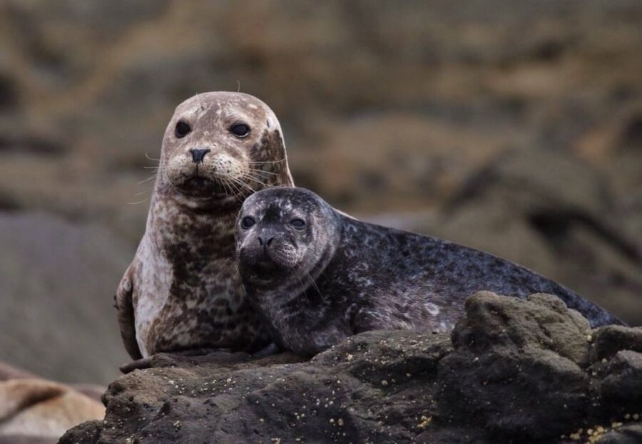 Newport Beach: Whale and Dolphin-Watching Cruise - How the Captain and Crew Spot Wildlife (and Keep You Paying Attention)
