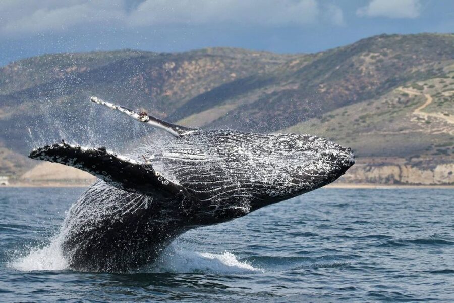 Newport Beach: Whale and Dolphin-Watching Cruise - What to Bring for a Chilly Deck and a Calm-but-Moving Ride