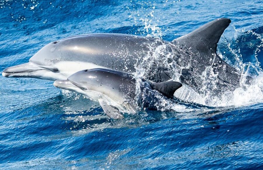 Newport Beach: Whale and Dolphin-Watching Cruise - When to Go for Better Whale Odds (and Still Enjoy the Day)