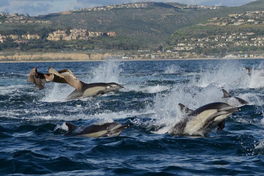 Newport Beach: Whale and Dolphin-Watching Cruise - Who This Cruise Fits Best