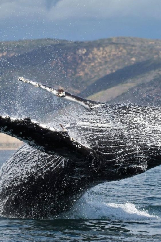 Newport Beach: Whale and Dolphin-Watching Cruise - The Marine Life You Can Expect, by Season and Species