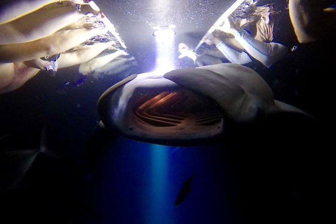 Night Manta Ray Experience - Wetsuit, snorkel gear, flotation, and why the fit matters