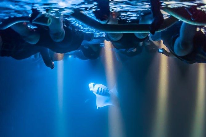Night Manta Ray Experience - How much is it, and is it good value at $146.41