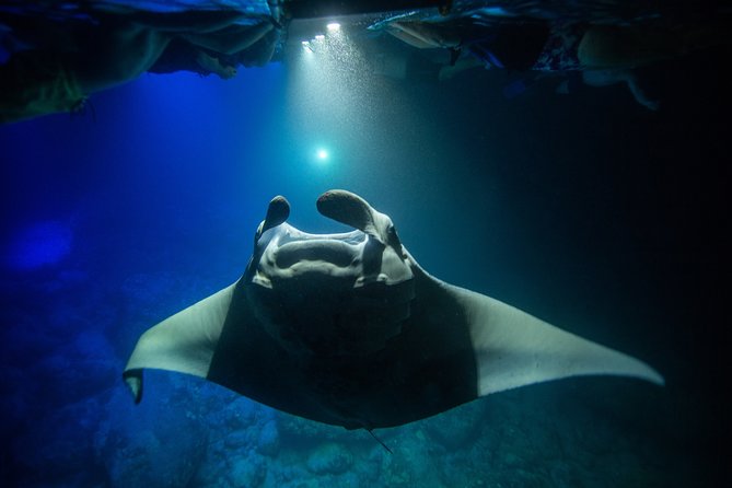 Night Manta Ray Experience - What you actually see in the manta feeding frenzy