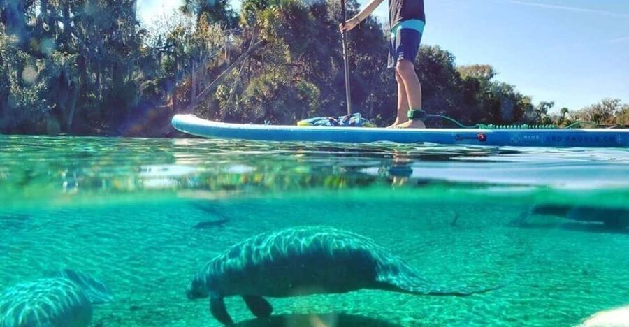 North Miami: Nature & Island Exploration on SUP/Kayak - SUP or Kayak Basics, Plus the Skills Demo That Builds Confidence
