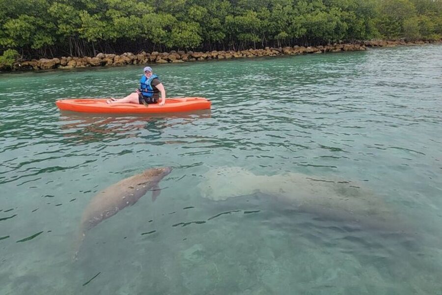 North Miami: Nature & Island Exploration on SUP/Kayak - Paddling the Mangrove Canals: Wildlife Spotting Without Guarantees