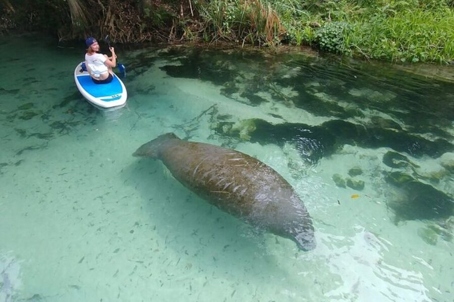 North Miami: Nature & Island Exploration on SUP/Kayak - Snorkeling Option and What to Bring From Shore